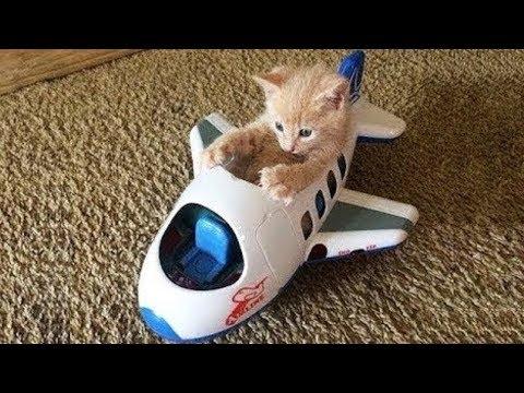 Funny and Cute CAT Videos Compilation #1