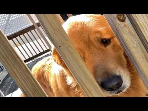 Overly Emotional Dog's Heartbroken Every Time Dad Leaves Home #Video