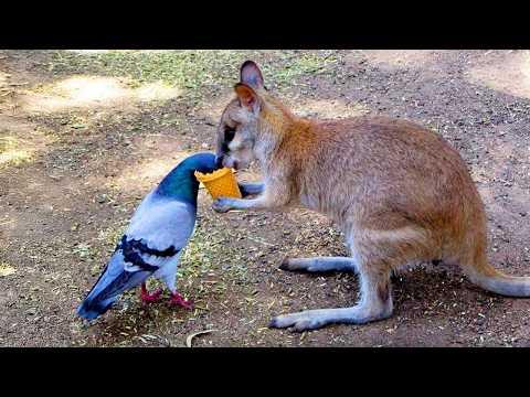 Animals Helping Each Other In Ways You Never Expected! #Video