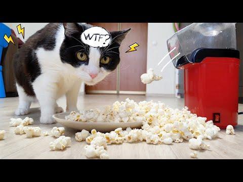 Shooting Popcorn. Cat's Reaction Video