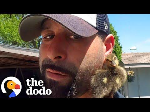 Guy Who Rescued A Duckling From His Pool Still Gets Visits From Him #Video