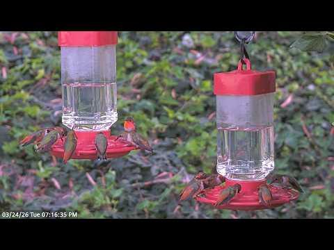 Hummingbirds Filling Up Before Bed. #Video