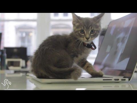 Tips On Being Productive By Kittens