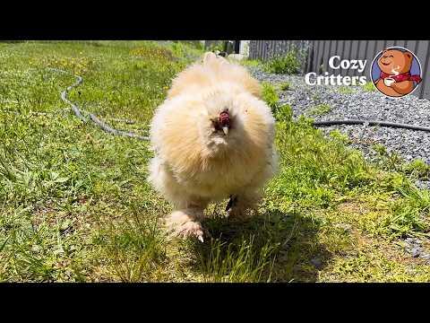 The Fluffy Rooster With the Personality of a Golden Retriever #Video