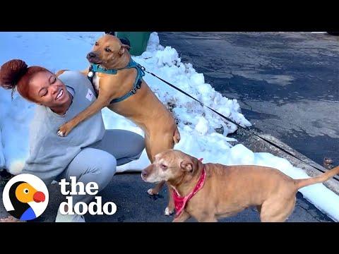 Pit Bull Mom Explains: What Do Dogs Have To Do With Race? #Video