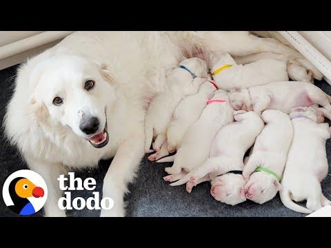 Couple Finds Out Their New Rescue Is Pregnant With Eight Puppies #Video