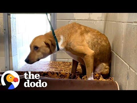 'Very Aggressive' Shelter Dog Turns Into The Sweetest Girl  #Video