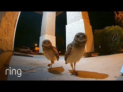 Two Owls in a Staring Contest - See Which One Blinks First #Video