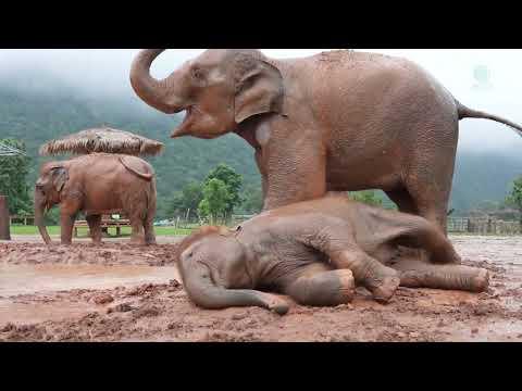 Elephants Can't Wait To Getting A Morning Mud Bath - ElephantNews #Video
