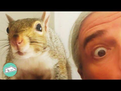 Squirrel Refuses to Leave This Man. They Are Bonded Forever #Video