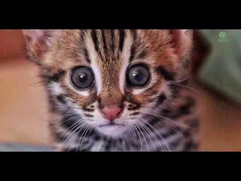Orphaned leopard cat first moment in the jungle : Cambodia Wildlife Sanctuary
