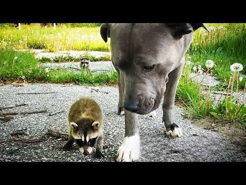 These Orphaned Raccoons Chose a Pit Bull as Their Mom