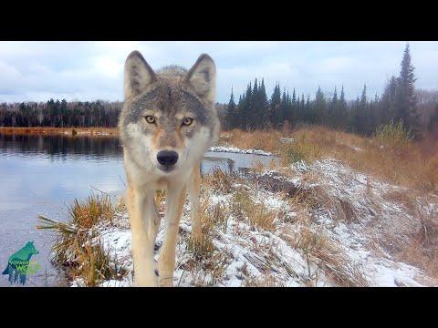 Striking lone wolf howling, carrying beaver tail, and checking out camera #Video