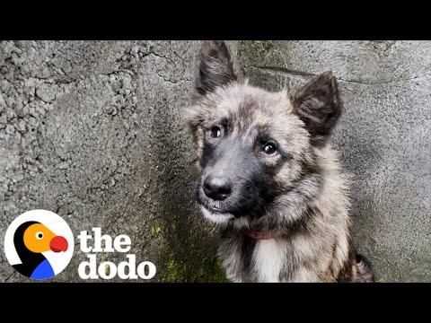 Stray Dog Who Was Impossible To Catch Walks Through Rescuer's Door #Video
