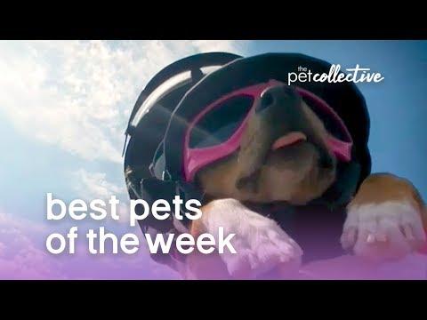 Best Pets of the Week - DARING DOGGO | The Pet Collective