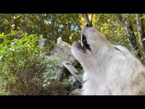 For Wolves, Happiness is Harmony #Video