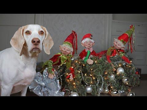 Dog Christmas Ruined by Evil Elves! Funny Dogs Maymo, Potpie & Penny