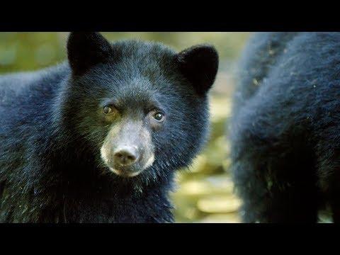 Mother Bear Teaches Cubs To Fish | BBC Earth
