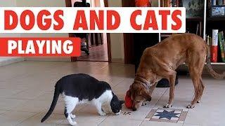 Dogs and Cats Playing | Unlikely Friends