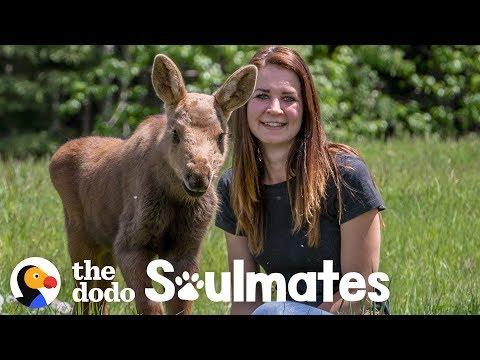 A Baby Moose Adopted This Woman as Her Mom | The Dodo Soulmates