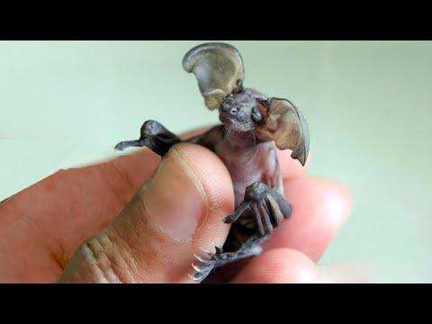 20 Weirdest Baby Animals in the World Video