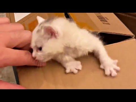 Kitten Found Abandoned In a Box Gets a Second Chance at Life Video