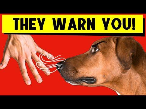 Can Dogs Recognize a BAD PERSON? #Video