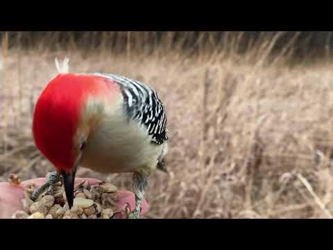 Hand-feeding Birds in Slow Mo - Black-capped Chickadee, Red-bellied Woodpecker #Video