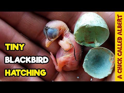 Cut Down out of a Tree - Rescuing Two Blackbird Eggs #Video