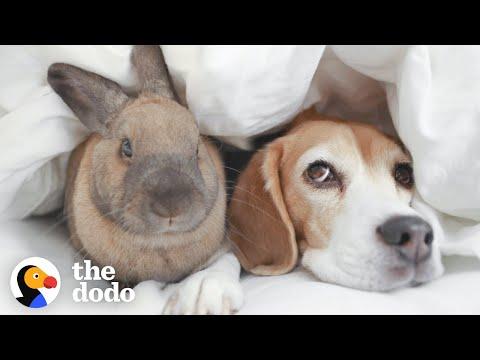 Beagle And Bunny Are Basically Sisters | The Dodo