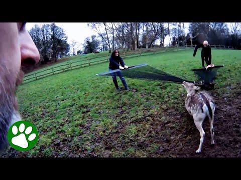 Brave People Save Desperate Deer #Video