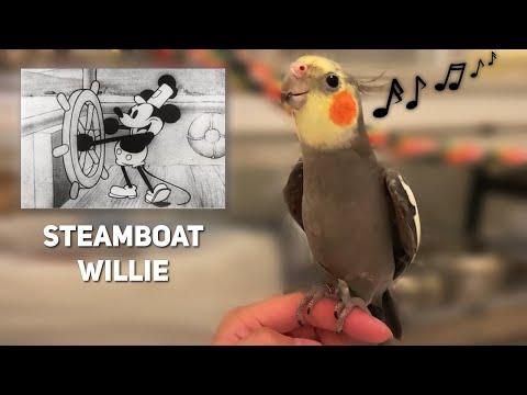 Birb singing Mickey Mouse Steamboat Willie #Video