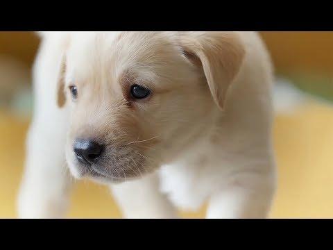 The Best Dogs Of BBC Earth | Top 5 | BBC Earth