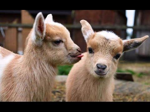 Adorable Baby Goats Compilation