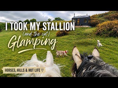 Solo Glamping Adventure With My Young Stallion On Exmoor! #Video