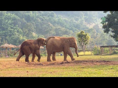 Boisterous Playtime with Babies LekLek & SaNgae! - ElephantNews #Video