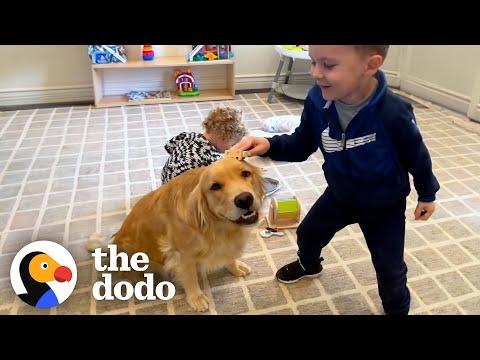 This Golden Retriever Is The Definition Of A Nanny Dog #Video