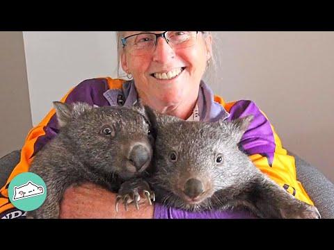 2 Rescue Wombats Find Friendship In Caring Home  #video