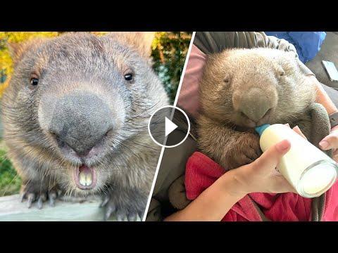 Woman becomes orphaned wombat's mom. He returns the favor with bites. # ...