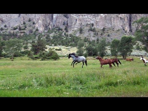 Secret life of Horses - honeysada #Video