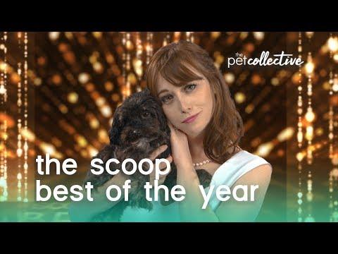 Best of Pets of the Year 2019 | THE SCOOP