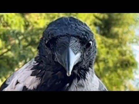 Woman's amazing friendship with a wild crow #Video