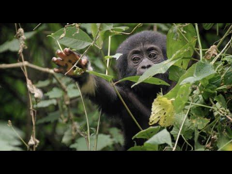 Baby Gorilla Survives a Fall | Animal Babies: First Year On Earth | BBC Earth