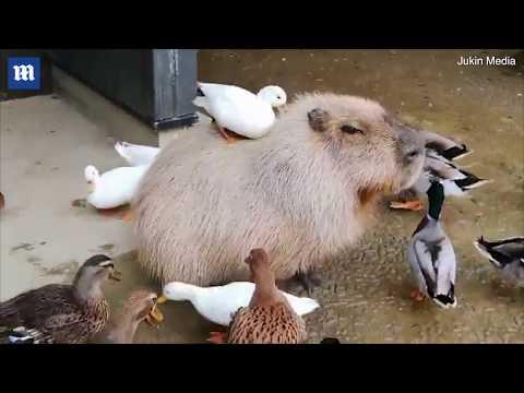Capybara sits calmly as playful ducks groom his back!! #Video