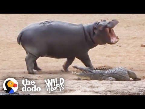 Young Hippo Can't Stop Teasing Crocodile | The Dodo Wild Hearts