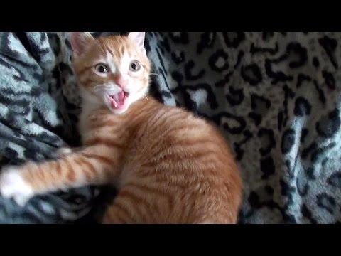 Cats Do The Funniest Things! *VOTE For MARMALADE :)