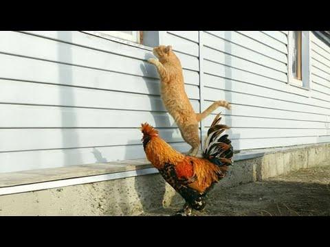 When Kitten Becomes the Boss of the Farm #Video