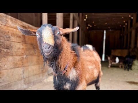 1 degree & eating the Christmas #Video