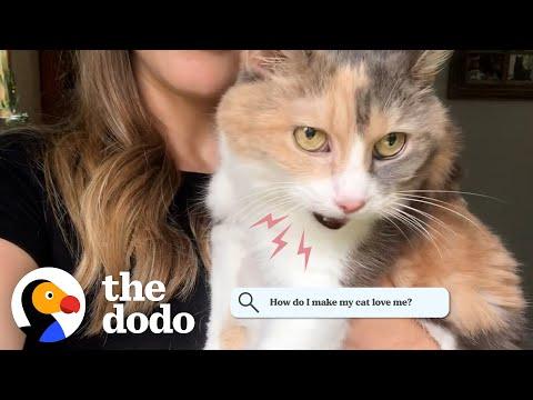 Cat Answers Most Googled Questions About Cats  #Video