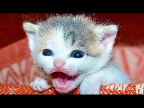 Cats Meowing – Munchkin Kittens Meowing Video – Cute Kitten Meowing Videos – Funny Cat Meows - MEOW